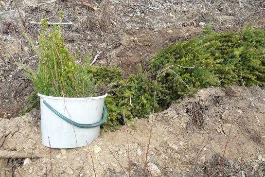 Посадка леса 2018 год