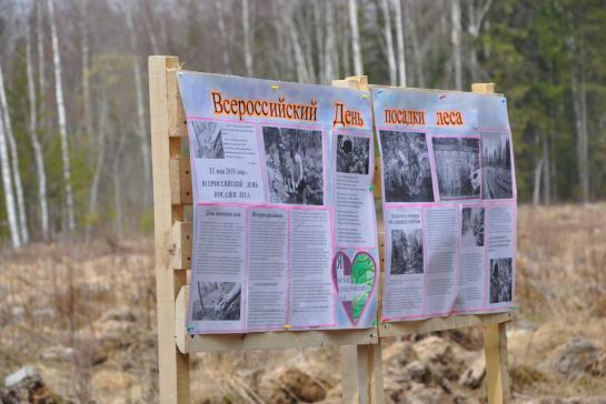 Посадка леса 2019 год