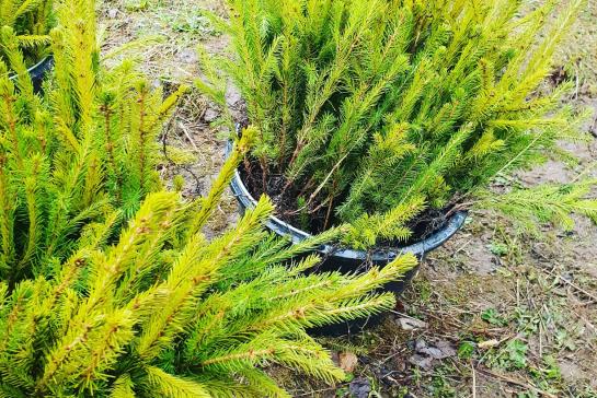 Посадка леса 2021 год