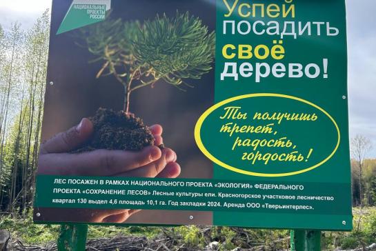 Посадка леса 2024 год